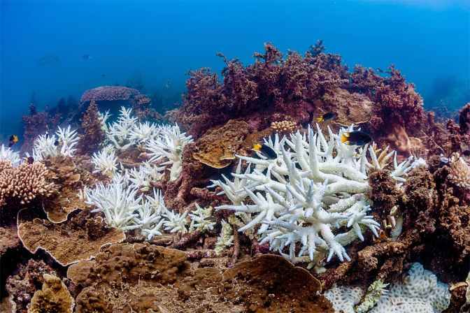 The Great Barrier Reef has suffered its most widespread bleaching yet | New Scientist